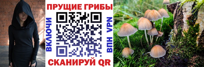 продажа наркотиков  KRAKEN вход  Галлюциногенные грибы GOLDEN TEACHER  Цоци-Юрт 